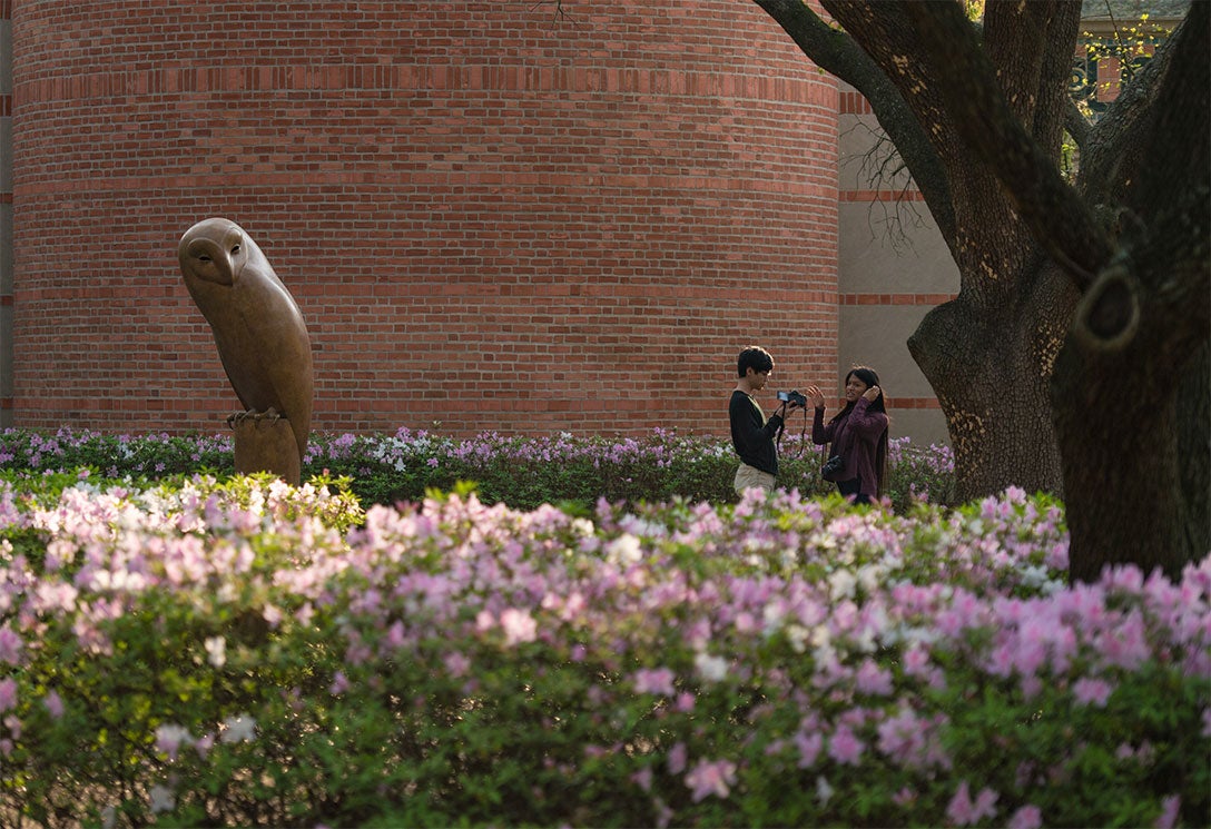 Rice Owl statue